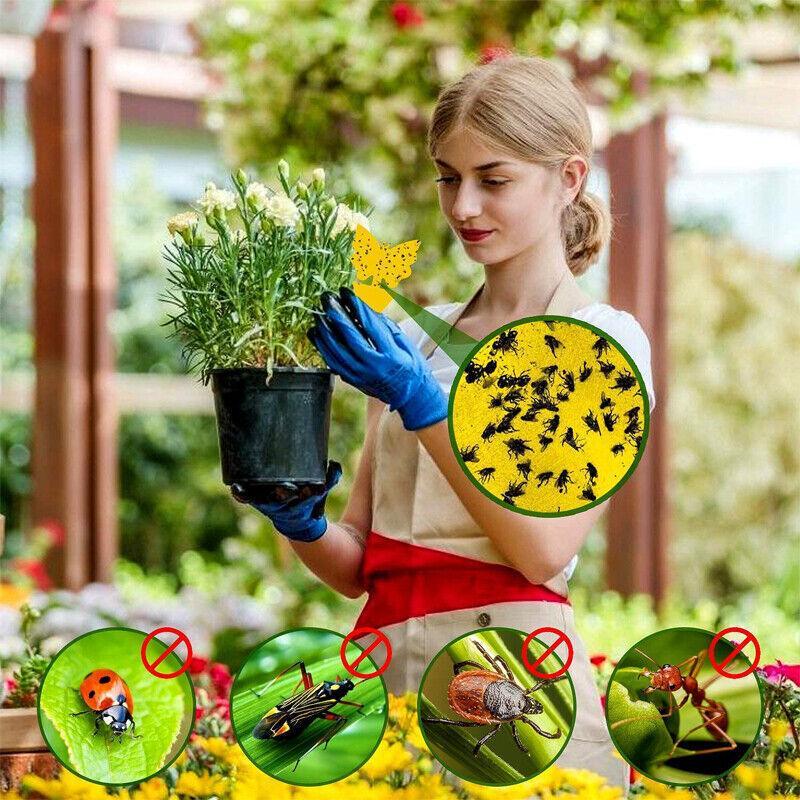 10X Dual Sided Sticky Trap Insect Killer Whitefly Thrip Fruit Fly Gnat - Butterfly 20PCS